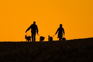 Ratgeber für Hundeerziehung