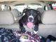 Hund ohne Trenngitter im Auto