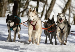 Huskeys mit Hundegeschirr